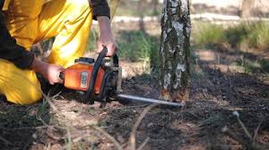 Best Hazardous Tree Removal  in West Hill, OH