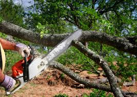 Best Tree Trimming and Pruning  in West Hill, OH