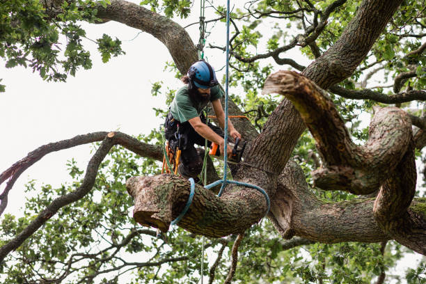 Best Storm Damage Tree Cleanup  in West Hill, OH