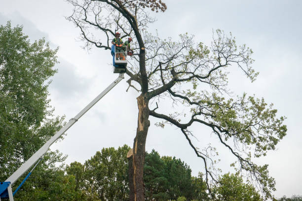 Best Tree Risk Assessment  in West Hill, OH