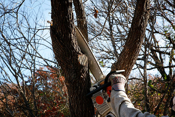 Best Fruit Tree Pruning  in West Hill, OH