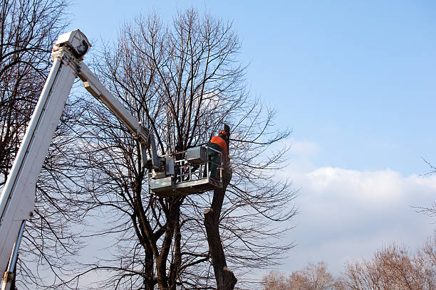 How Our Tree Care Process Works  in  West Hill, OH