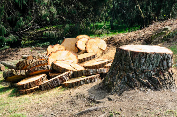 Professional Tree Services in West Hill, OH